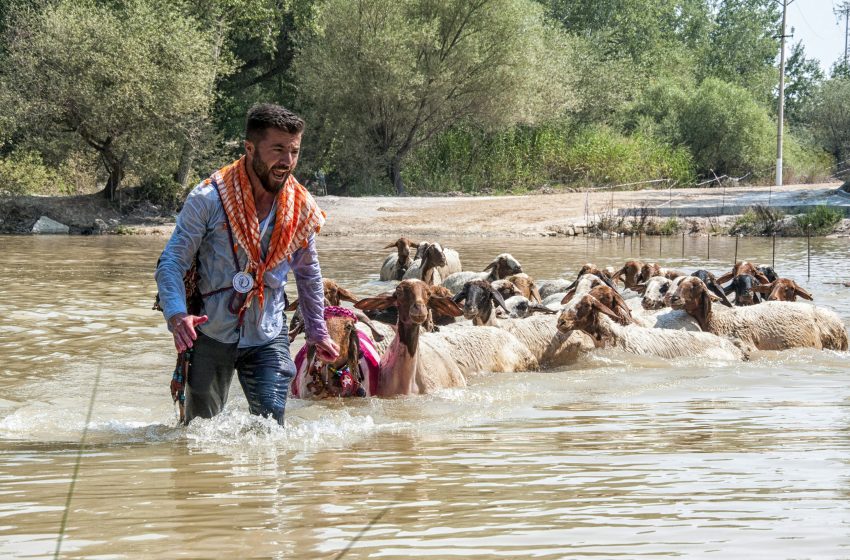 Sudan koyun gecirme 13 - Çal ilçesinde şap hastalığı çıktı, İlçe Tarım ve Orman Müdürlüğü harekete geçti.